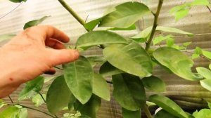 Пересадка большого плодоносящего лимона.