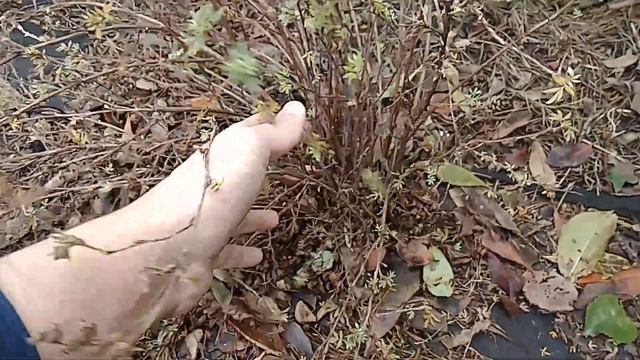 Как обрезать лапчатку кустарниковую