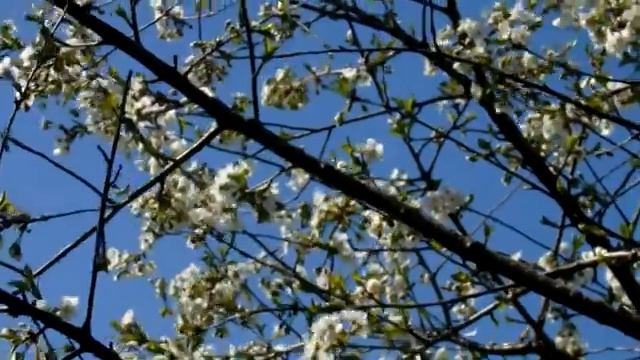 БЕЛЫЙ САД смотреть онлайн