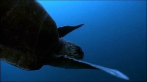 5 класс. Человек и мир. Разнообразие живых организмов