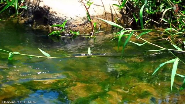 2 Hours Of Relaxing Spanish Guitar - Rumba - Tango - Mambo - Beautiful Guitar Instrumental Music смотреть онлайн