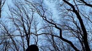 Направленный микрофон своими руками