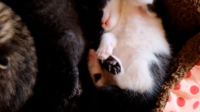 Милые котики. Маленькие котята.Лапки крупным планом