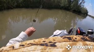 Сазан на нижней Волге Краса Житное Мумра