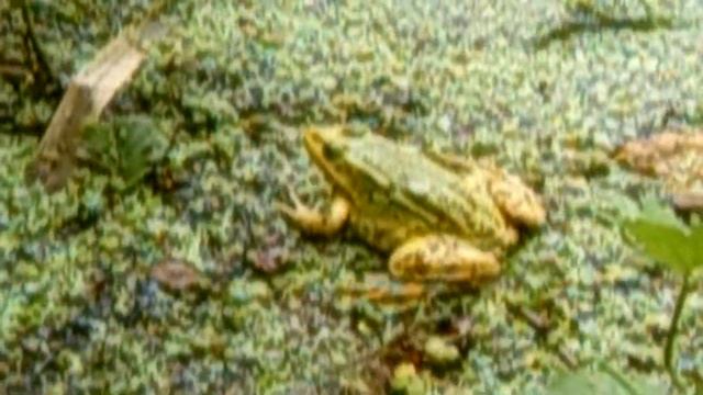 Лягушка и червяк смотреть онлайн