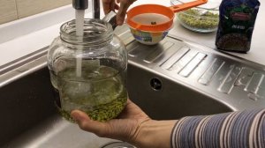 Как прорастить маш в банке в домашних условиях