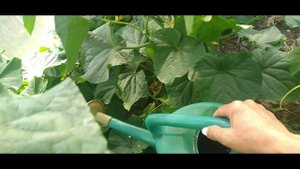 Как правильно кормить огурцы.