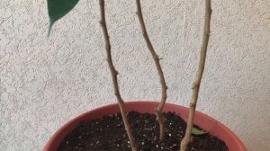 290.Фикус Бенджамина. Учусь плести фикус. Первый опыт