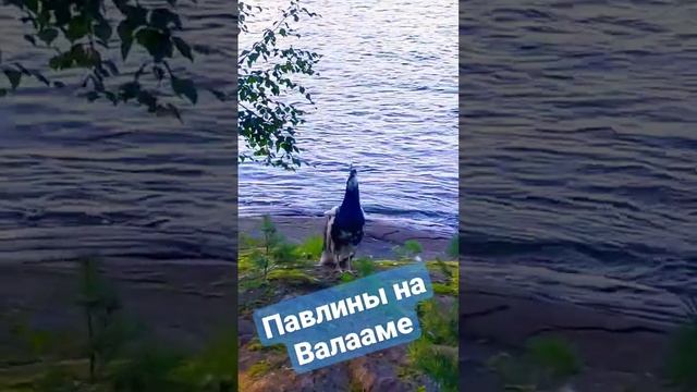 А вы знали, что на Валааме есть павлины? #наземлеинаводе #туризм  #путешествие #отпуск