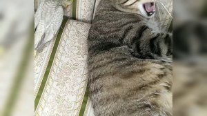 Из леса к нам вышел кот и попросил его покормить