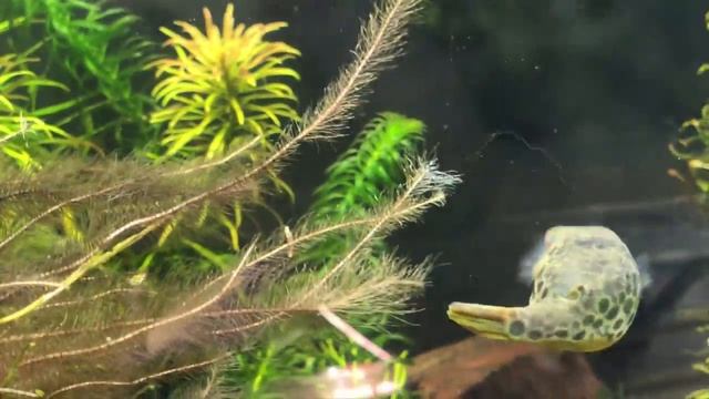 Breeding Tetraodon schoutedni - The Spotted Congo Puffer смотреть онлайн