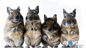 Кто такие дегу? || Немного о виде