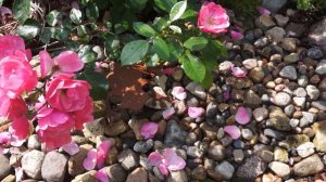 Лягушка - садовая фигурка.  Садовый декор от QGARDEN