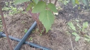 Ремонтантная малина Атлант и Брянское диво в Омске, сезон 2019