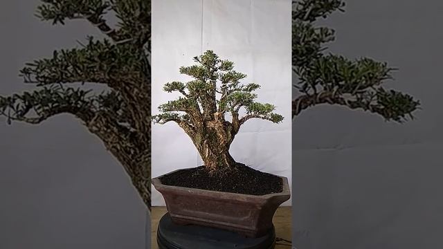 Bonsai Buxus Harladii 25.584 смотреть онлайн