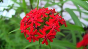 Зорька-лихнис.