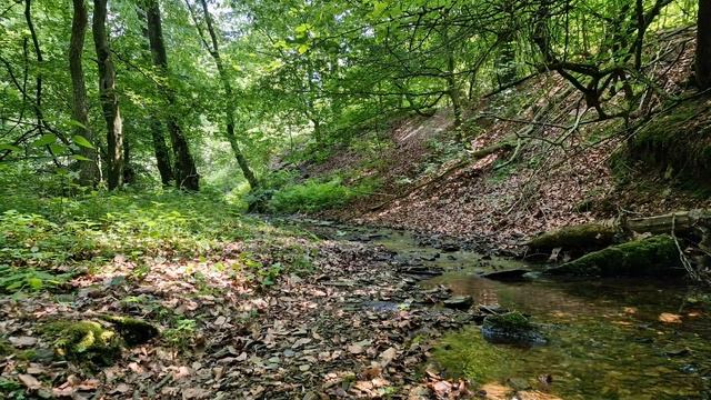 Расслабьтесь, отдохните и избавьтесь от стресса под пение птиц и журчание ручья. Звуки леса. Релакс смотреть онлайн