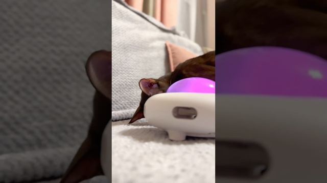 Еще одна интересная интерактивная игрушка наших кошек !