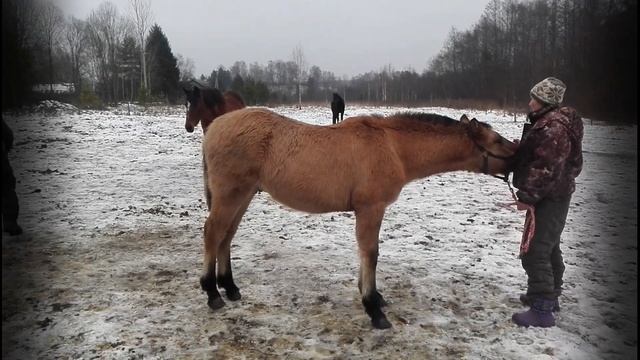 Расчистка копыт у лошадей и для чего это нужно смотреть онлайн