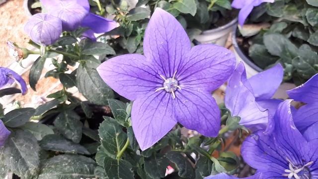 Platycodon grandiflorus – grow & care (Chinese bellflower) смотреть онлайн