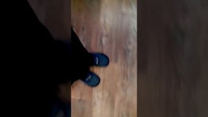 Кролик породы вислоухий баран не может без хозяина