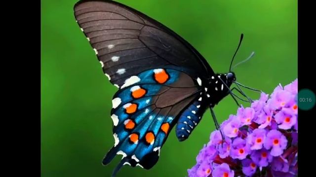 Я ИГРАЮ!Детская считалочка для детей. Считалочка про бабочку. Раз, два, три, четыре, пять. смотреть онлайн