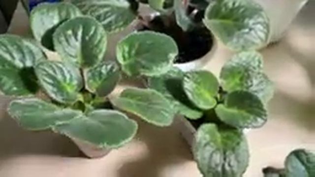 Фиалки из магазина. Честный обзор!