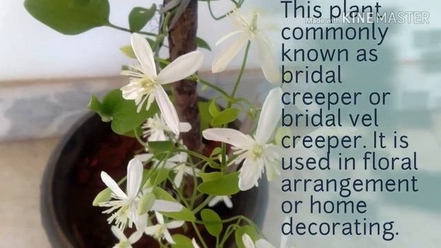 Clematis plantBridal creeper Bridal vel creeper plant How to care  and grow .