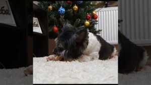 Арчи бивер йорк