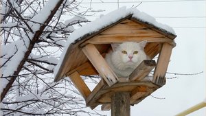 Кошки, снова кошки (музыка "Cafe Concert", гитара Francis Goya)