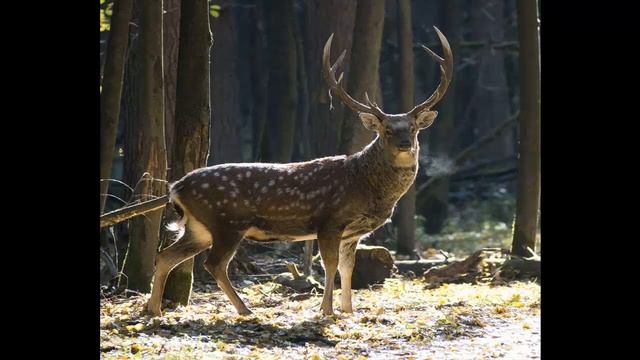 ПЯТНИСТЫЙ ОЛЕНЬ часть 4 смотреть онлайн