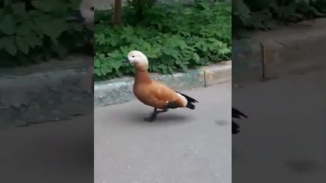 Огарь- красная утка, пугающее падение птенчиков с крыши 5 этажного дома. смотреть онлайн