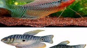 Про рыбок Гурами. содержание, уход, размножение Gourami. content, care, breeding
