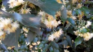 Липовый цвет - - болезни нет! (как быстро собирать липу)