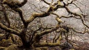 Знаки и символы. Дерево