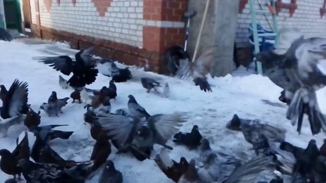 Николаевские голуби!! в хорошие руки смотреть онлайн