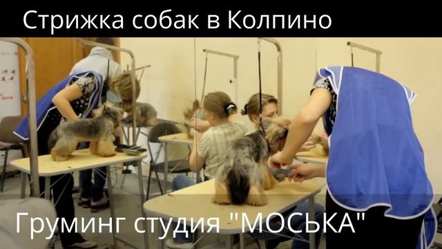 ГРУМИНГ СТУДИЯ "МОСЬКА" СТРИЖКА СОБАК В КОЛПИНО смотреть онлайн