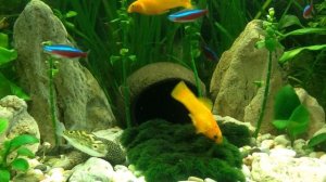 Моллинезия желтая/Yellow mollies