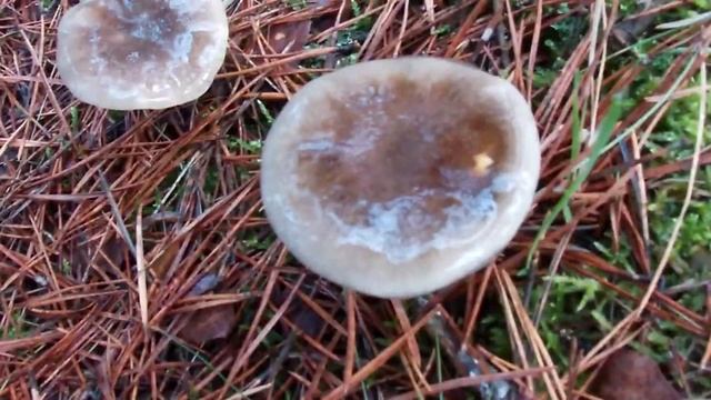 Грибне багатство сосняка в другій половині листопада. Заліковування ран у лісі. смотреть онлайн