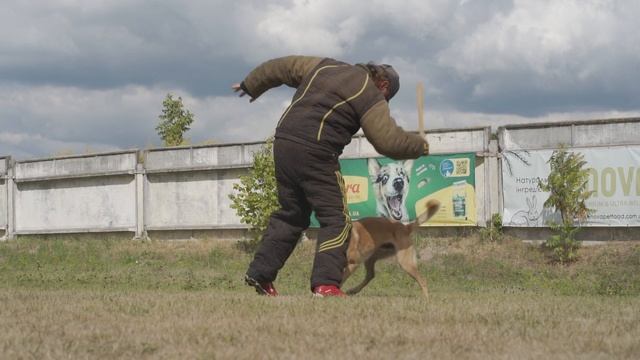 315. Первое выступление Прайма на чемпионате по мондиорингу вторая ступень сложности/ Mondioring MR смотреть онлайн