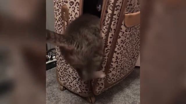 Кошка не может попасть в чемодан смотреть онлайн