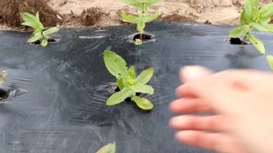 ?Planting Out My Cut Flower Farm : Zinnias, Gomphrena, Celosia & MORE : Zone 4b : Flower Hill Farm