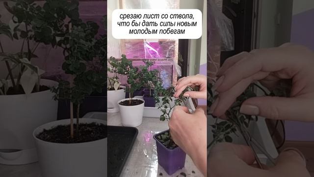 Стрижка листа у эвкалипта гунни