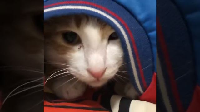 眼屎貓🤣 Michael the Cat 🐈 смотреть онлайн