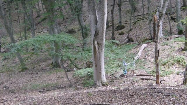 Грабово-буковый лес смотреть онлайн