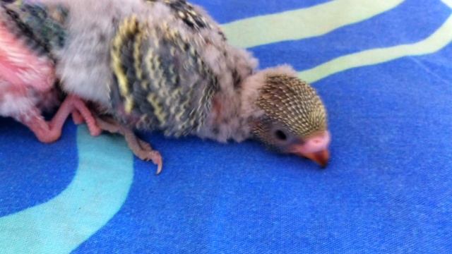 Птенцы Волнистого Попугая _ Baby Budgies # Как Меняется Попугайчик, фотографии