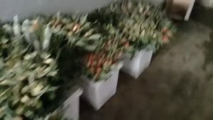 Альстромерия в Эквадоре