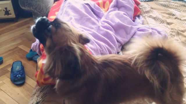 СОБАКА ПОЁТ! Поющая собака смотреть онлайн