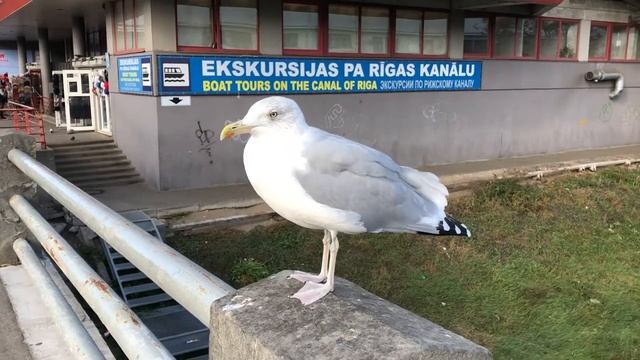 ручная чайка