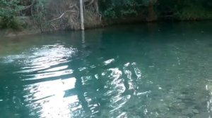 Подводная охота . Горная река Кубани